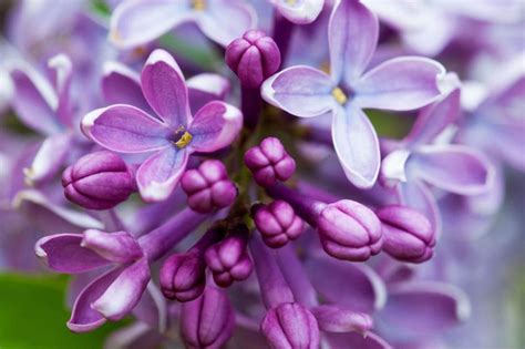 Adidzs Magic Lilac: A Color That Radiates Positive Energy